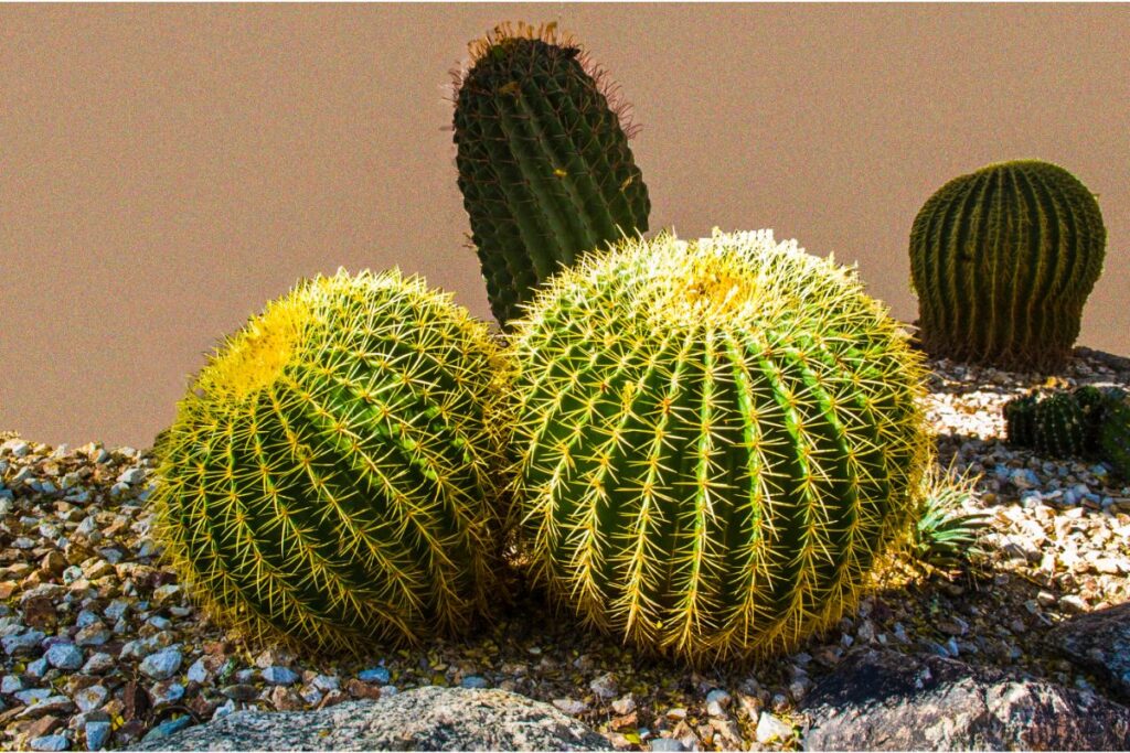 barrel cactus turning yellow