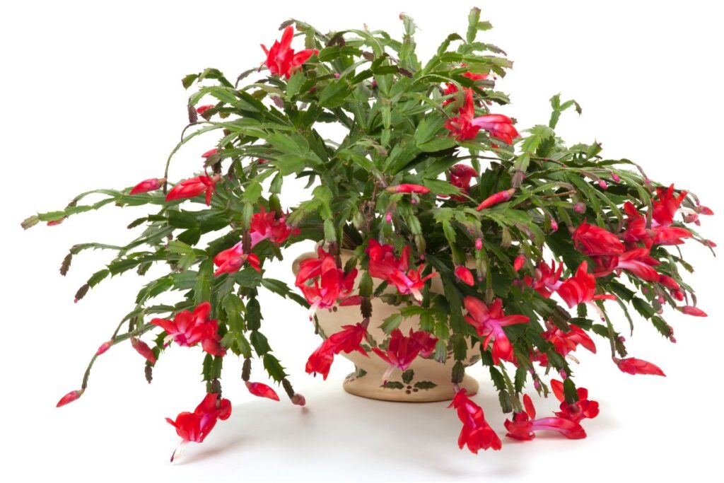 christmas pots for cactus flower