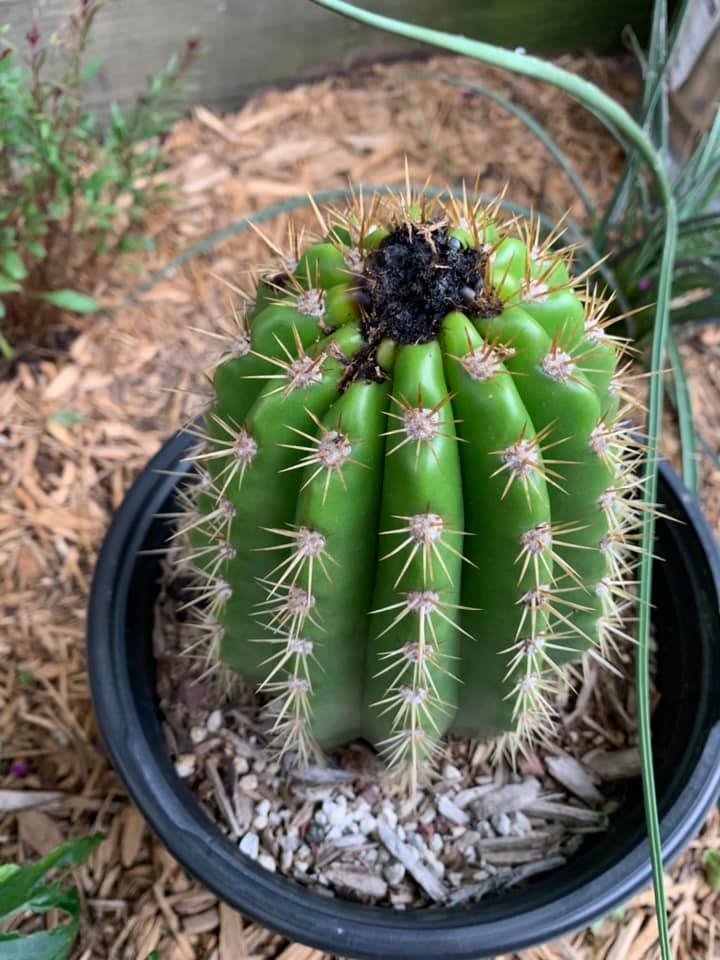 black spot on cactus crown