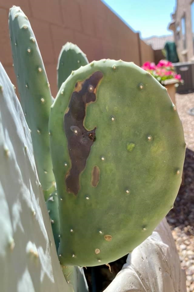 black spot on cactus pad