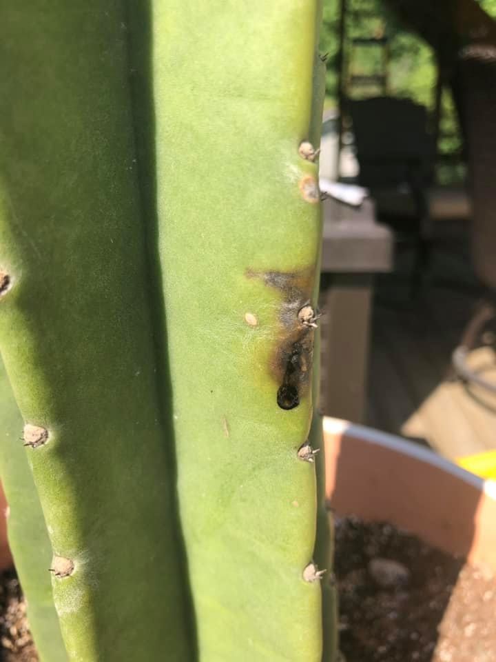 black spot on cactus stem