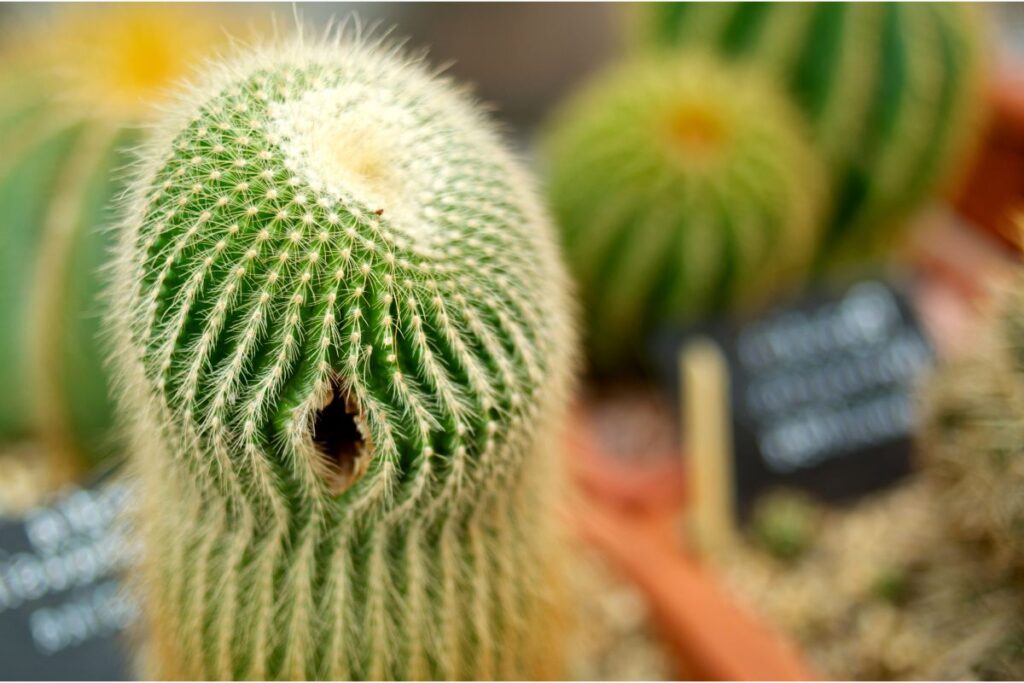 black spots on cactus