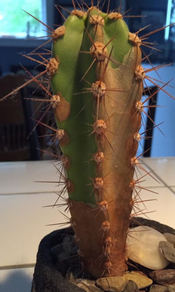 cactus turning brown