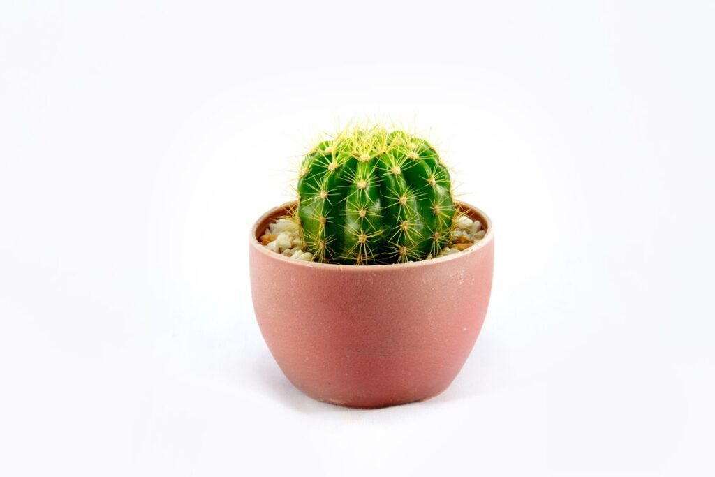 cactus in fibreglass pot