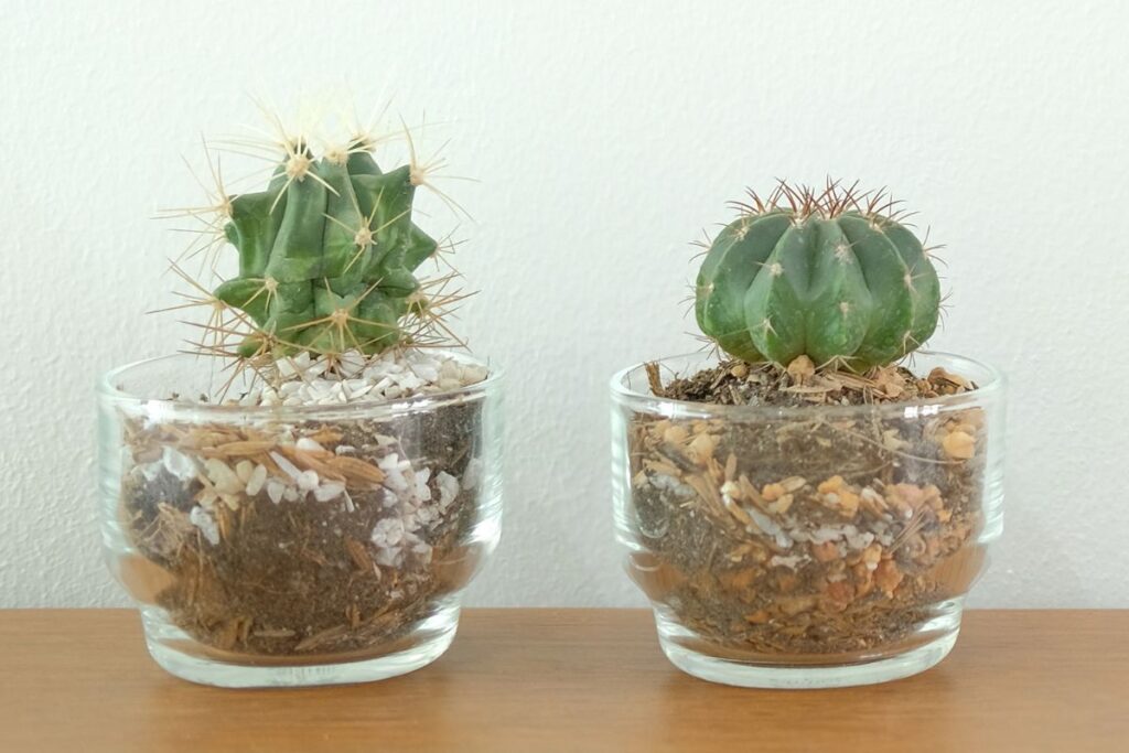 cactus in glass pots