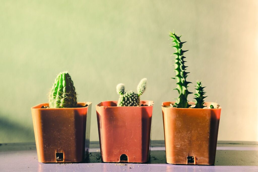 cactus in plastic pots