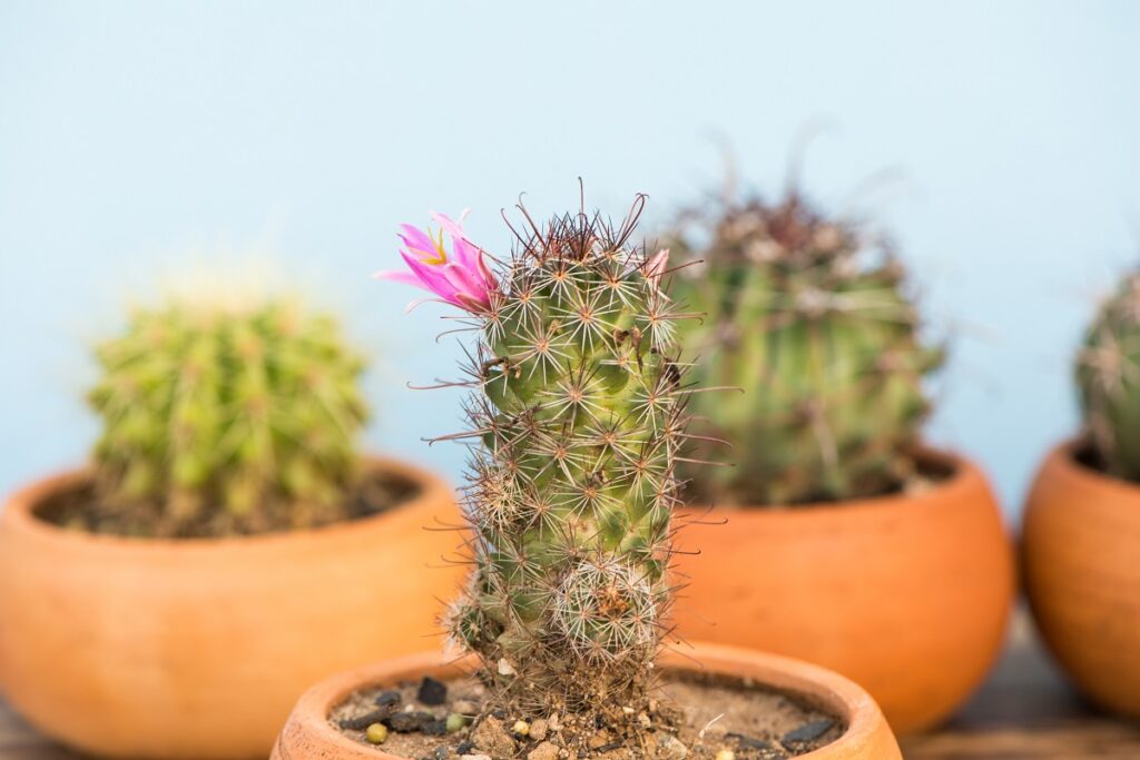 cactus turning brown