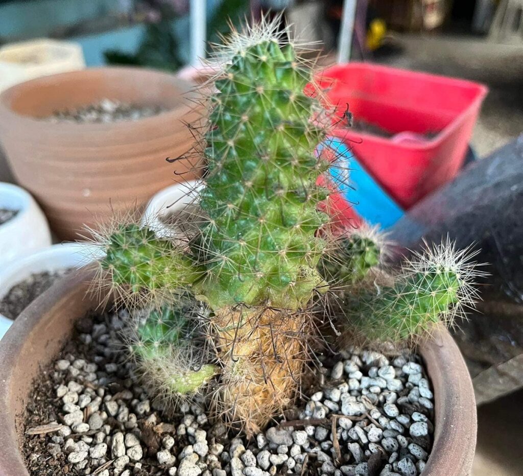 cactus turning brown