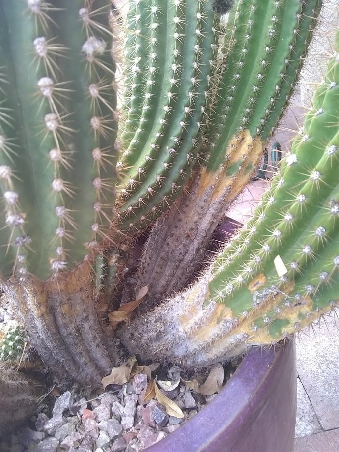 cactus turning brown