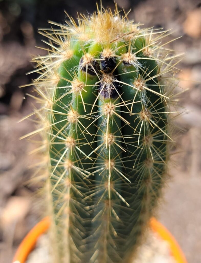 cactus with black spots