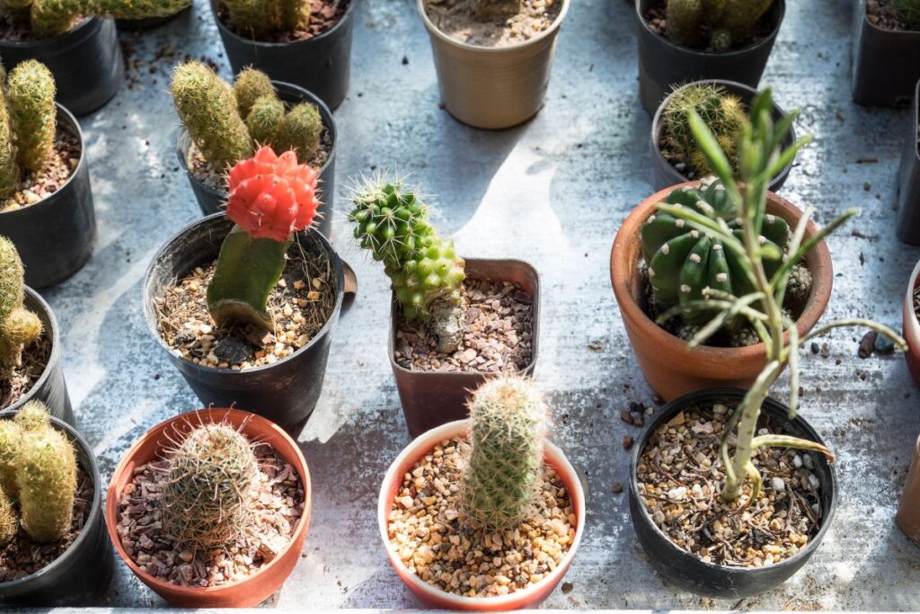 can you use cactus soil for other plants