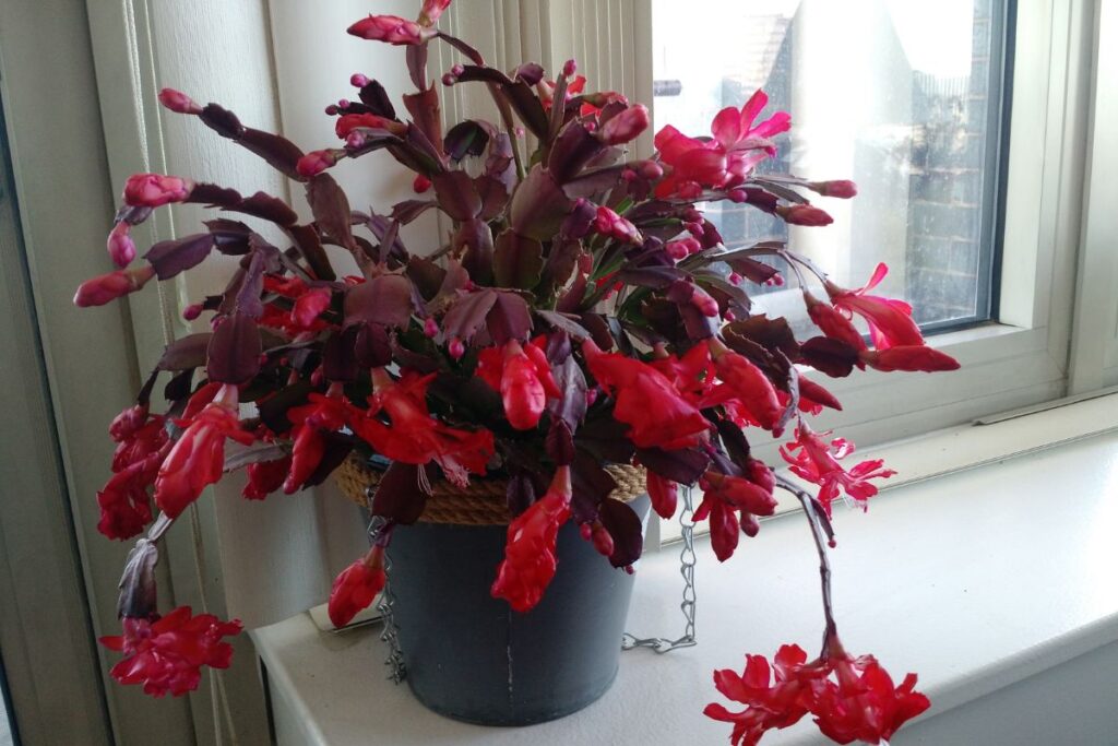 christmas cactus in pot