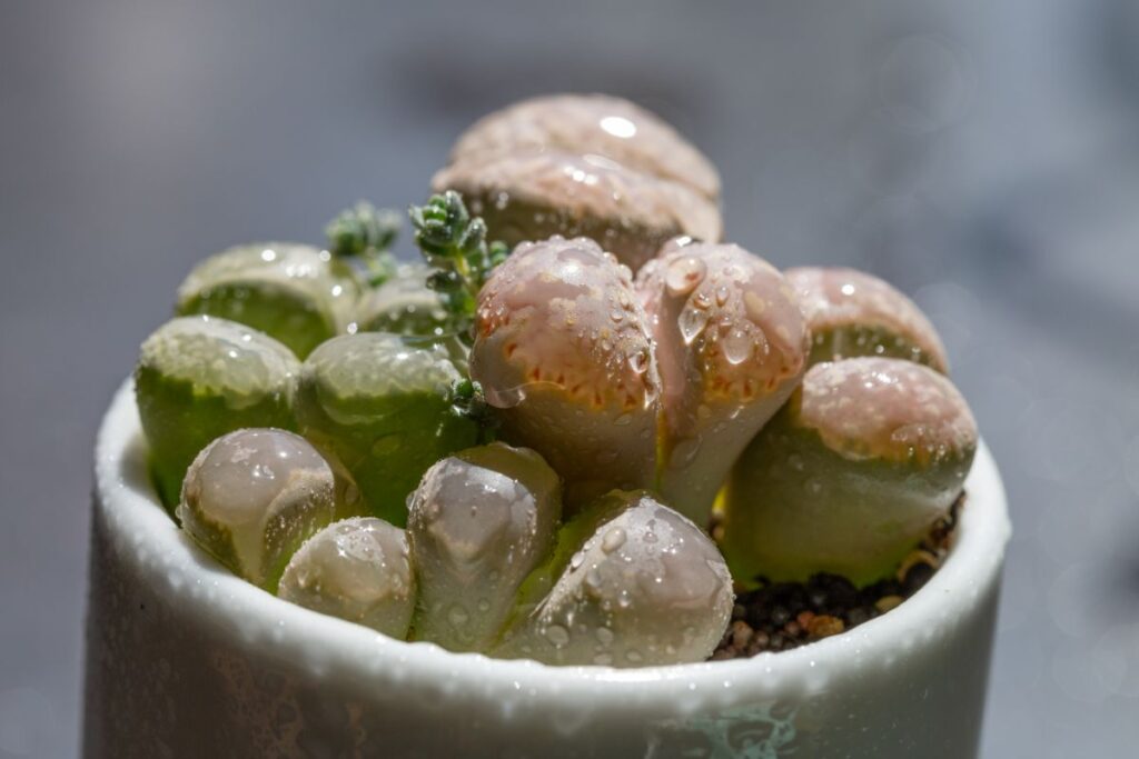 do lithops like to be misted