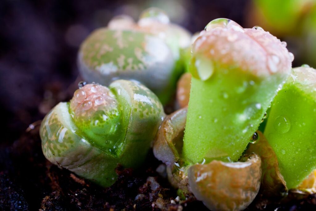 do you water lithops when they are splitting