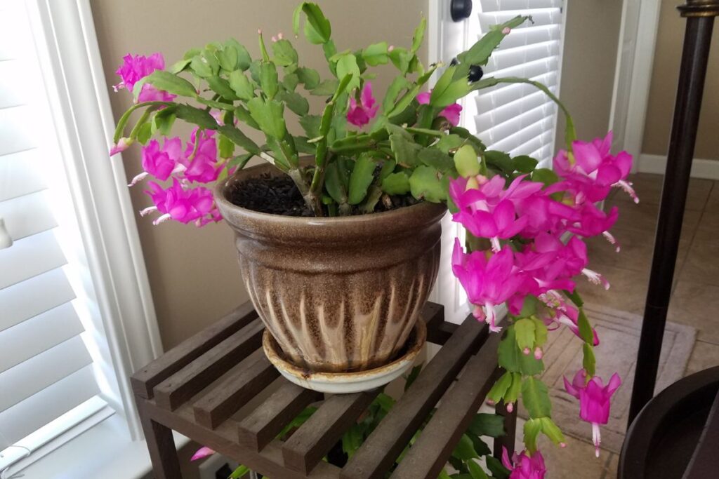 drainage pot for christmas cactus