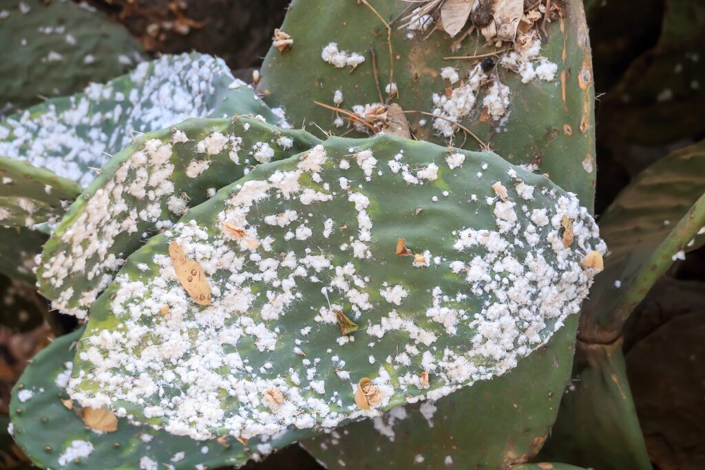 white fuzz on cactus