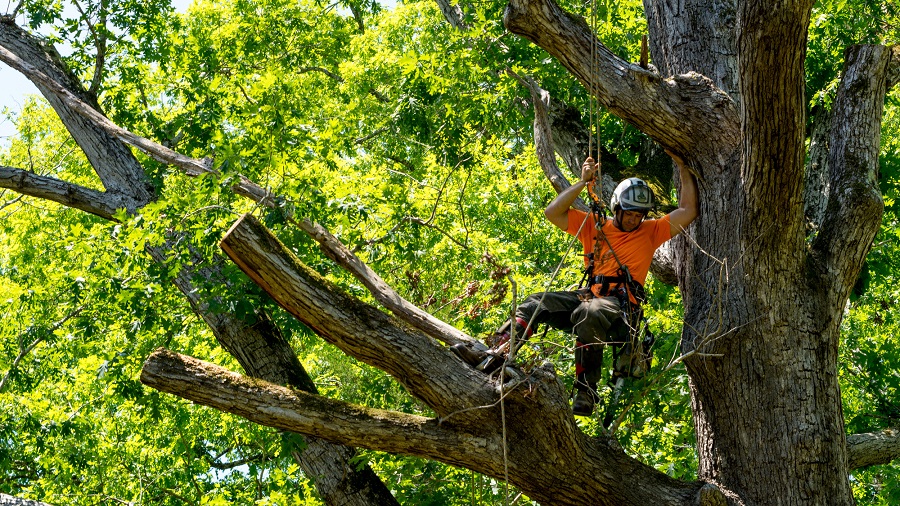 home tree removal
