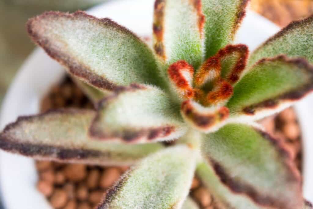 how to propagate kalanchoe tomentosa