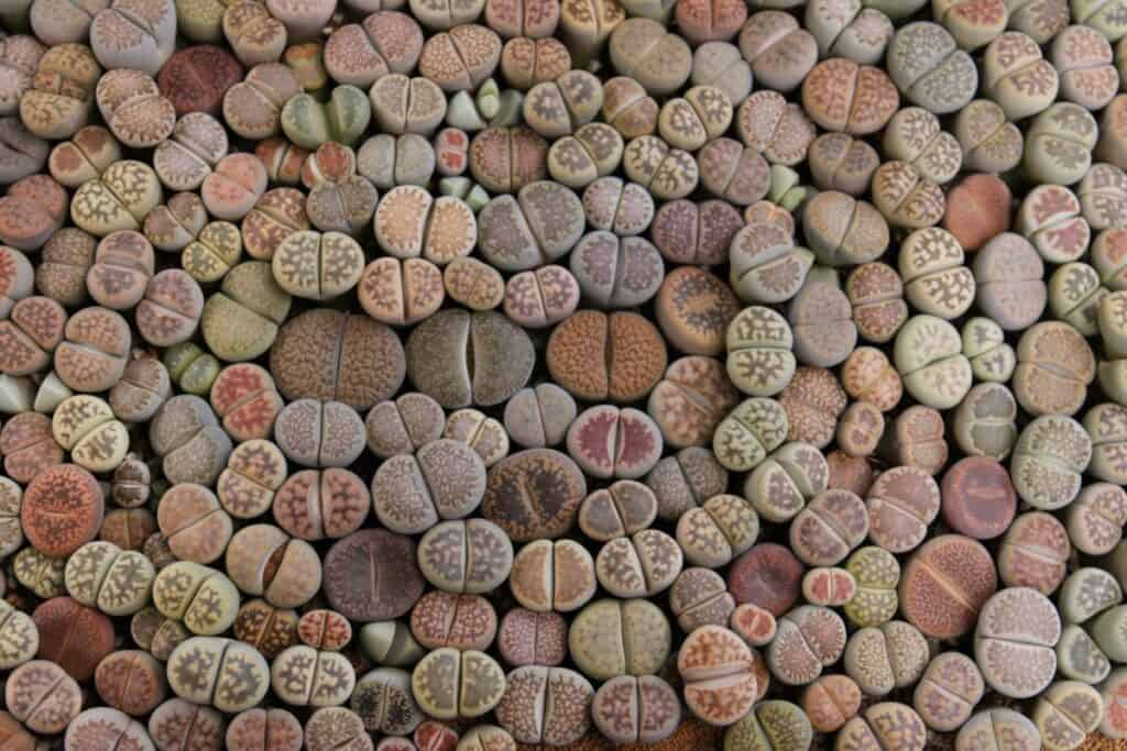 lithops characteristics