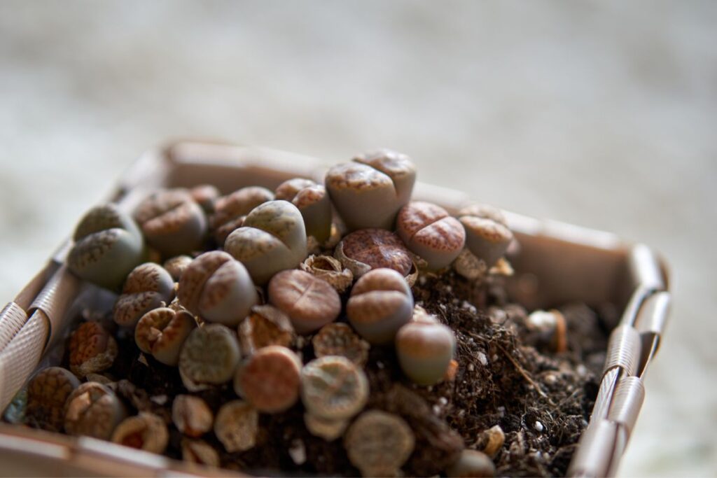 lithops shriveling