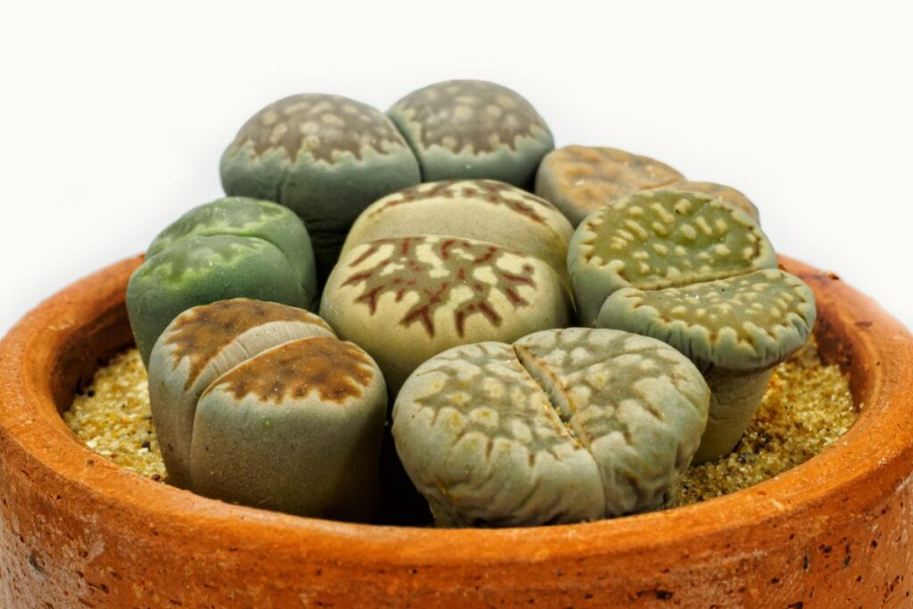lithops shriveling growth cycle