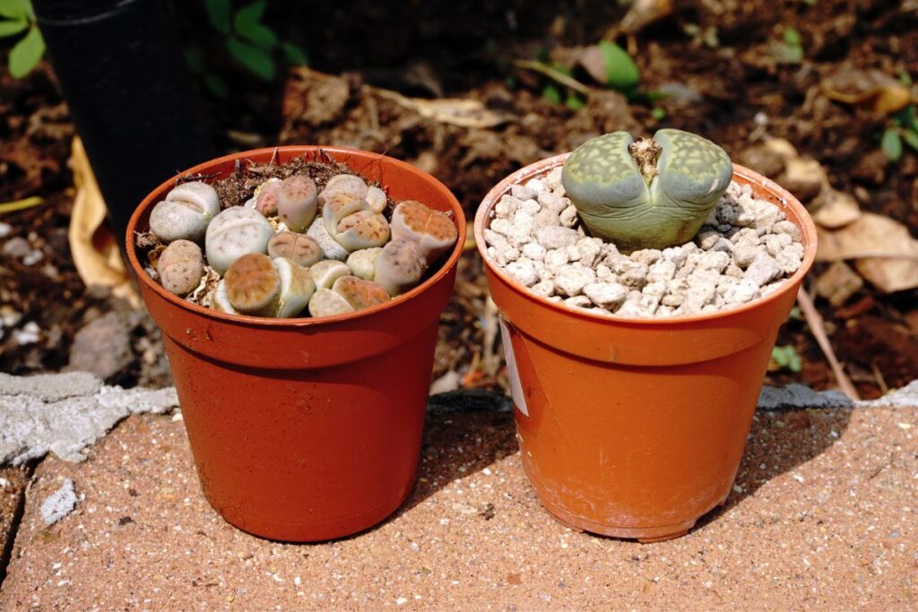 lithops shriveling hot weather