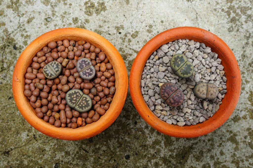 lithops shrivelling in terracotta pots