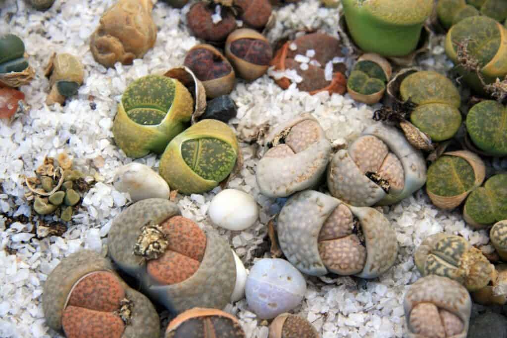 lithops splitting