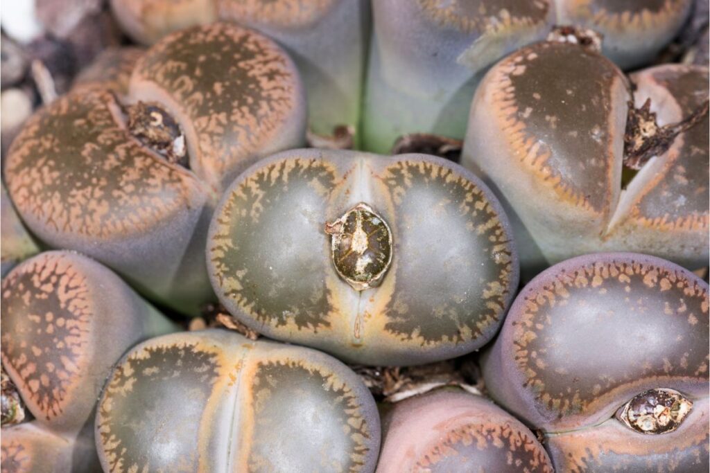 overwatered lithops