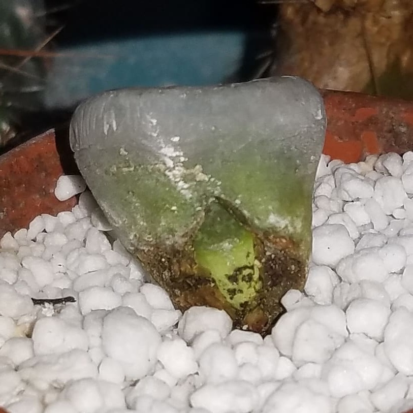 overwatered lithops rot