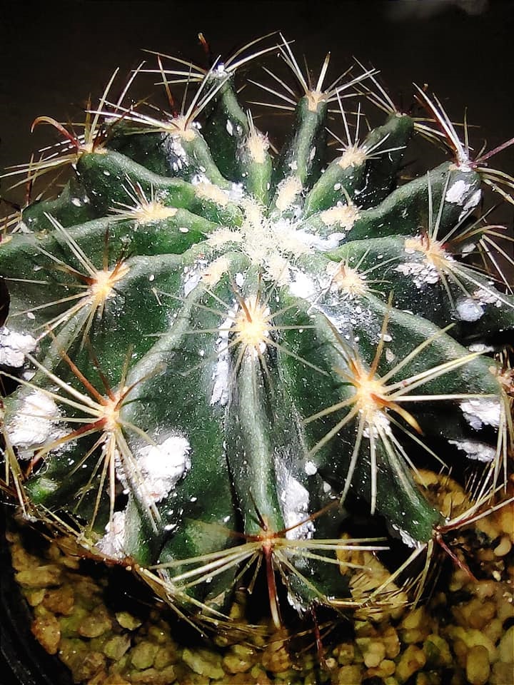 white fuzz on cactus
