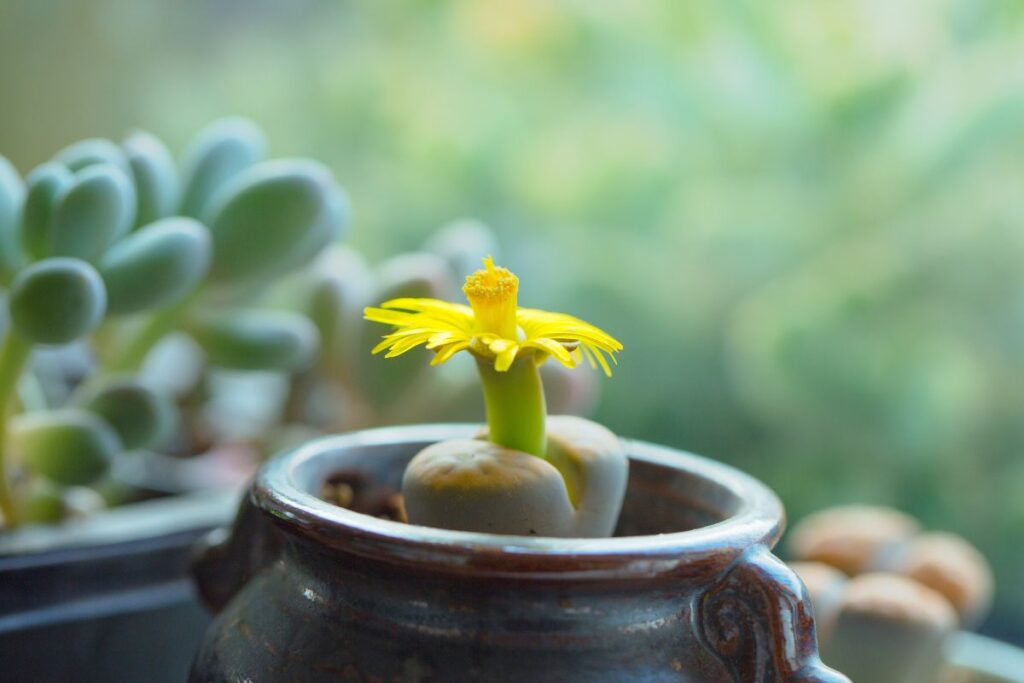 should you water lithops while flowering