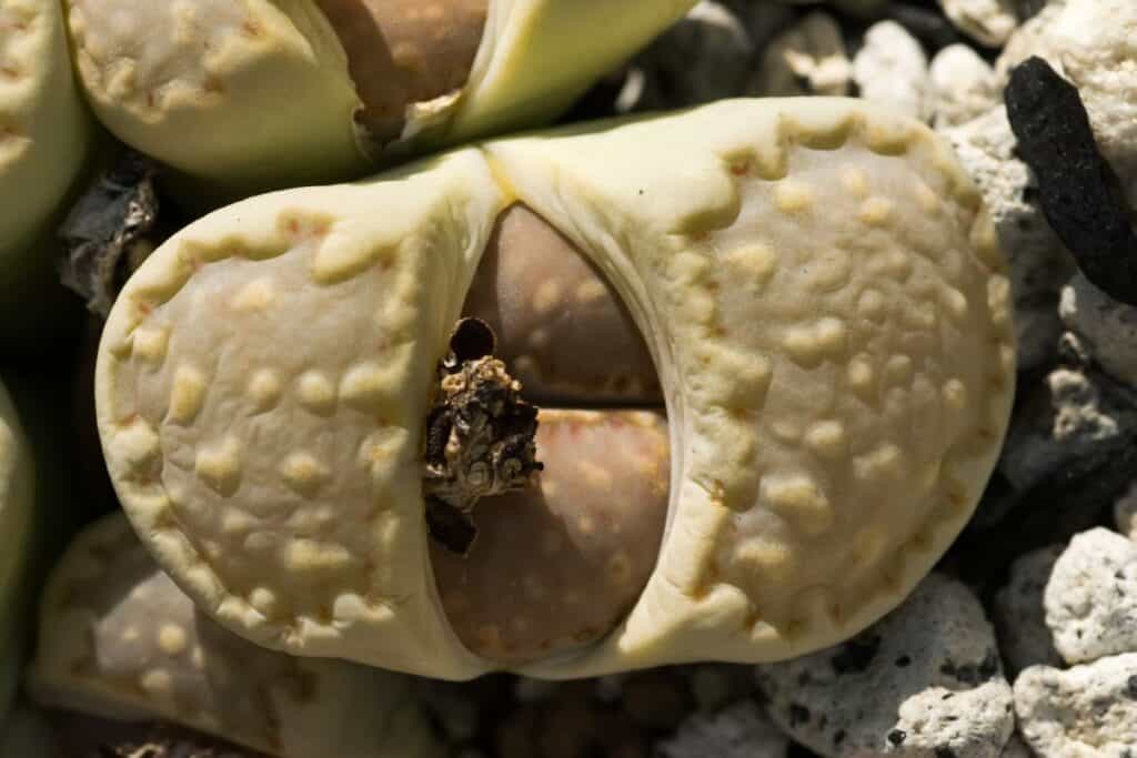 splitting lithops