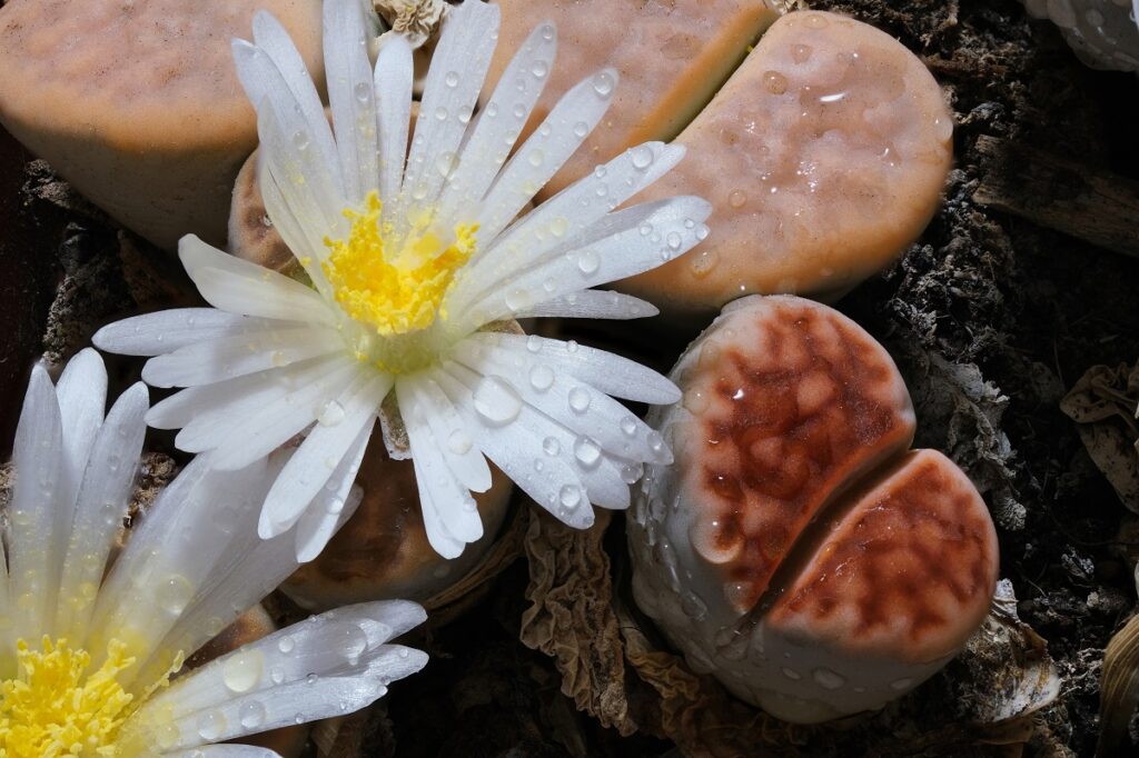 when to water lithops