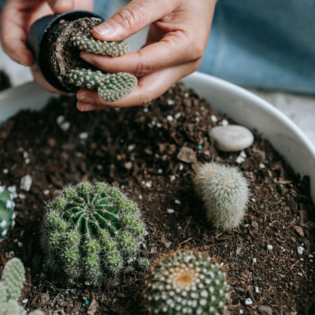 which plants need cactus soil