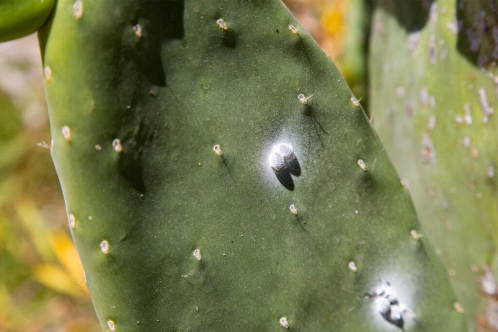 white fuzz on cactus