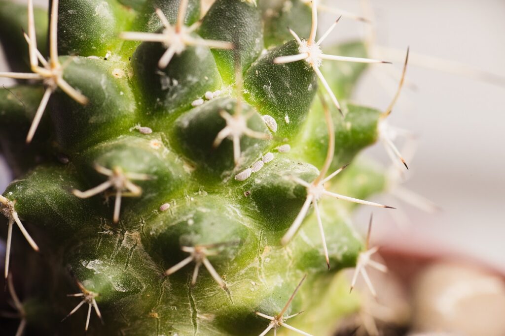 white fuzz on cactus