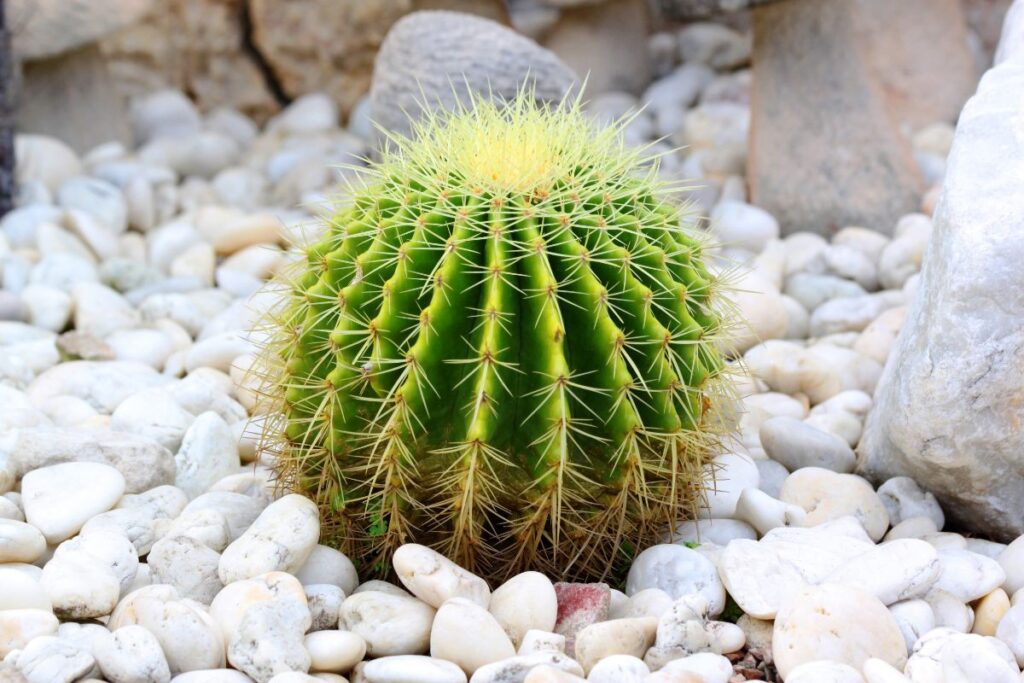 barrel cactus turning yellow