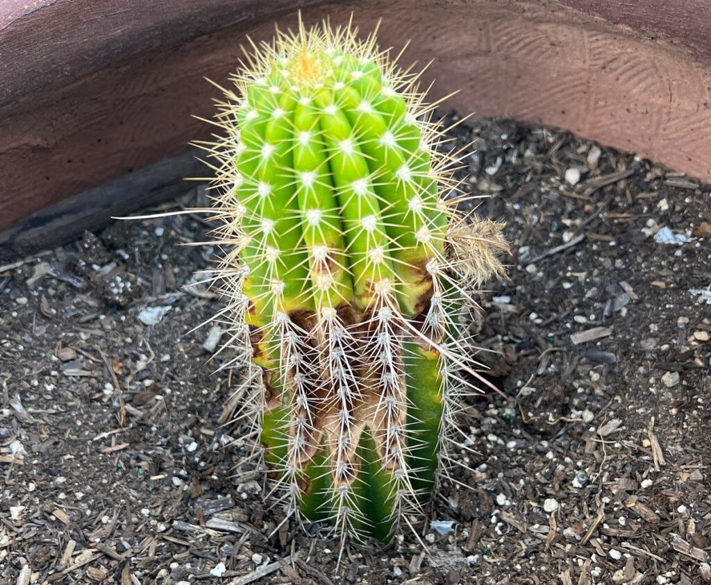 why is my cactus turning brown