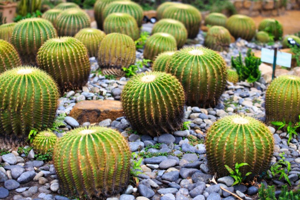 yellow barrel cactus