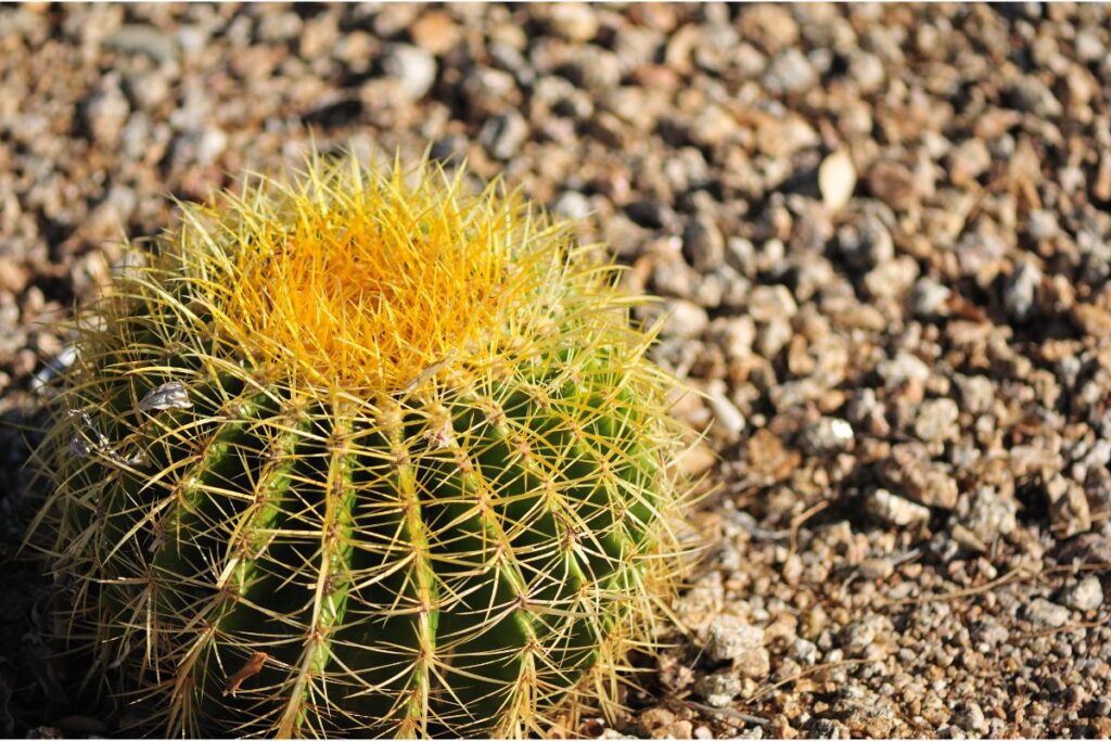 yellowing barrel cactus