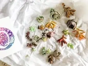 Grow succulents from cuttings