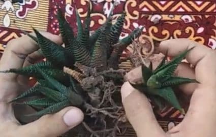 Removing succulent offshoots