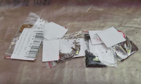 Succulent seeds