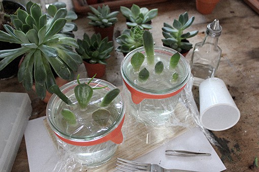 Propagating Succulents