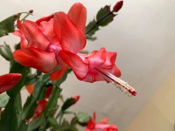 how often should you water your christmas cactus