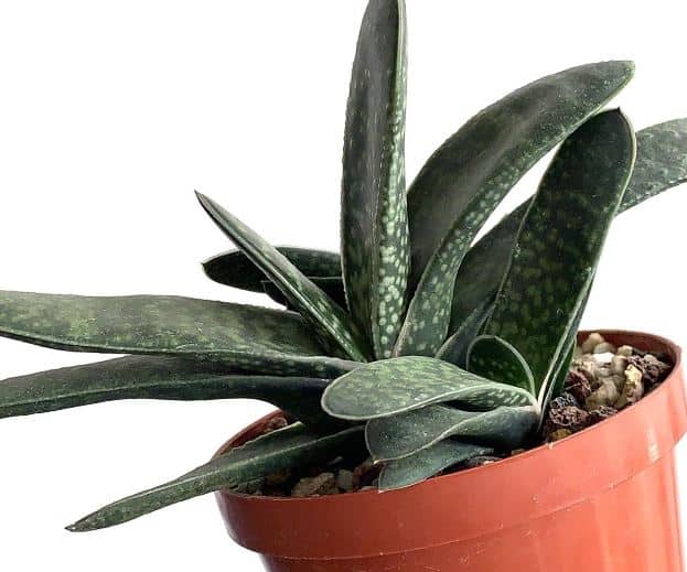 how to grow succulents fast