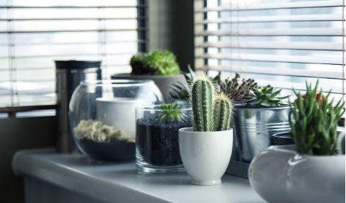 how to water indoor succulents