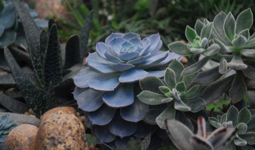 how to water ourdoor succulents