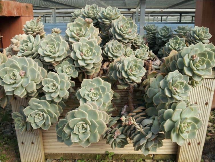 how big do succulents grow indoors